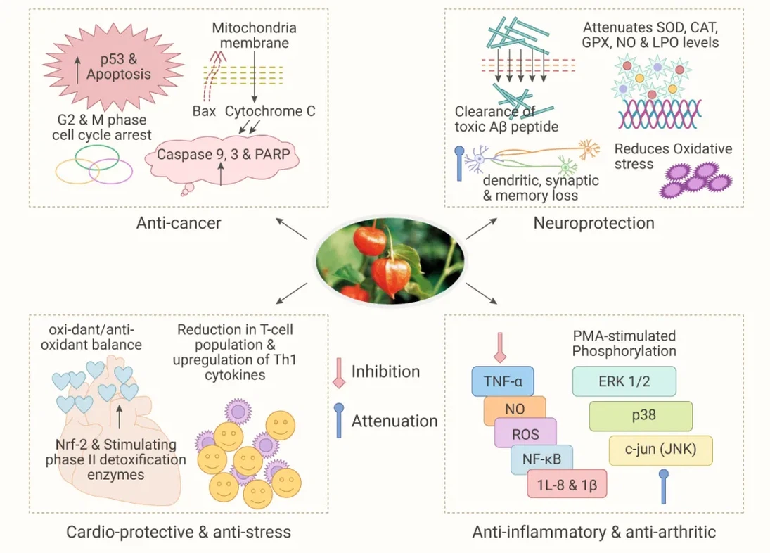 product-1080-775 product-1080-775